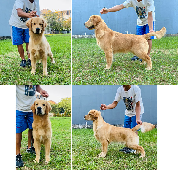Jual 2 Ekor Anakan Golden Retriever Jantan Berkualitas