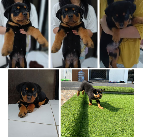 Dijual Puppy Rottweiler