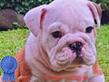 Dijual Anakan English Bulldog Istimewa