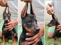 Dijual 3 Dobermann Puppies Betina Show Quality