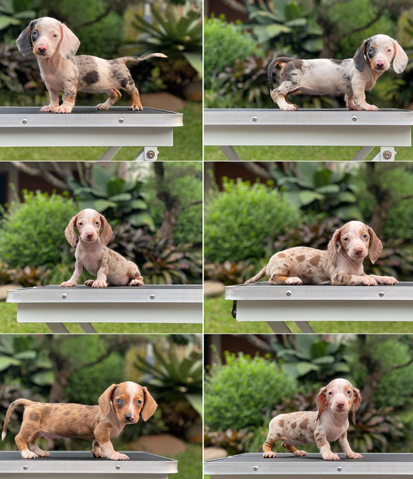For Sale Puppy Male Female Miniature Dachshund