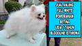 Jual Pomeranian Putih Betina