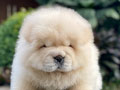 For Sale Puppy Male Chow Chow
