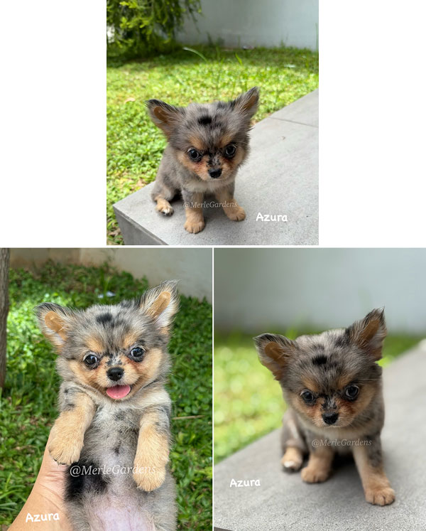 Chihuahua Exotic Long Coat