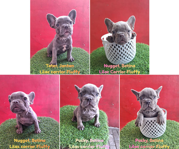 Fluffy Carrier Frenchie