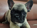 Jual French Bulldog Puppies