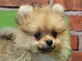 Jual Pomeranian Puppy