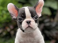 For Sale Puppy Male and Female French Bulldog