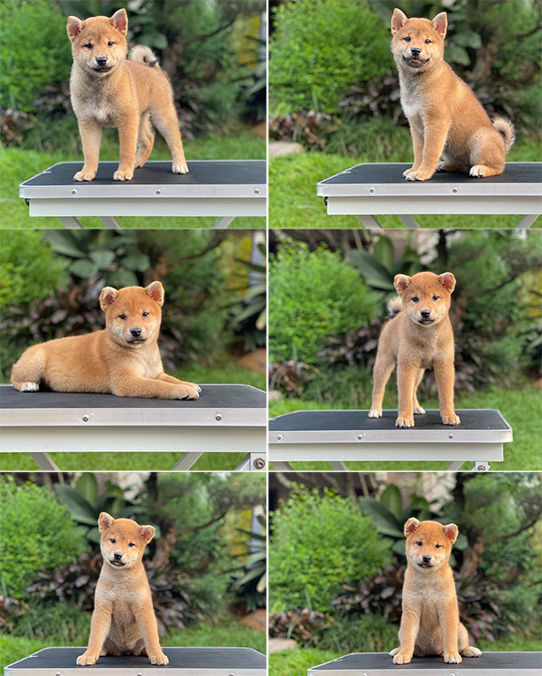 For Sale Puppies Female Shiba Inu