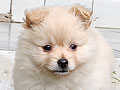 Jual Mini Pomeranian 