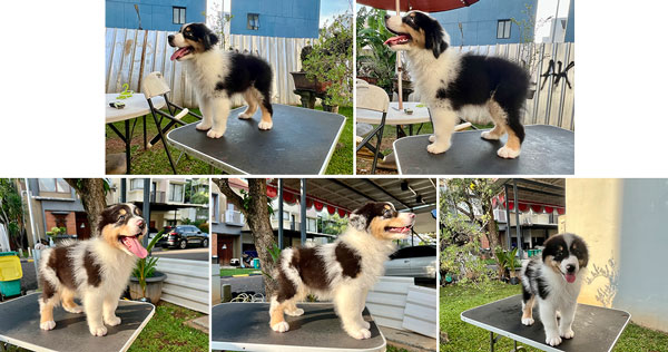 For Sale Aussie Good Quality