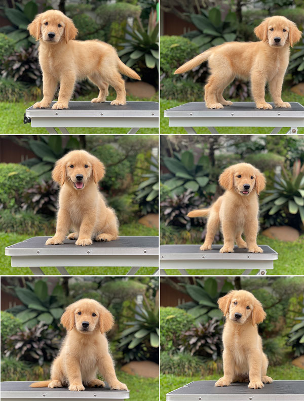 For Sale Puppy Female Golden Retriever