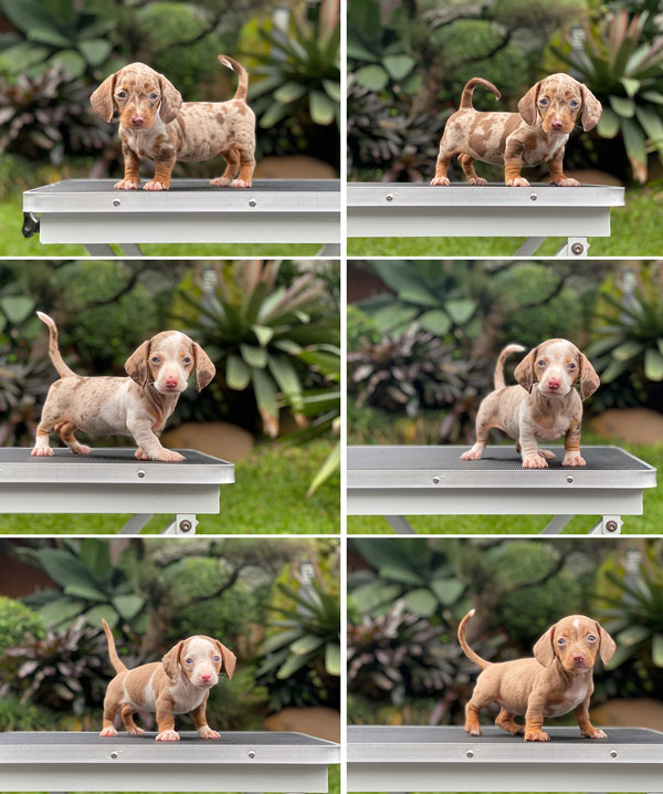 For Sale Puppy Miniature Dapple Dachshund