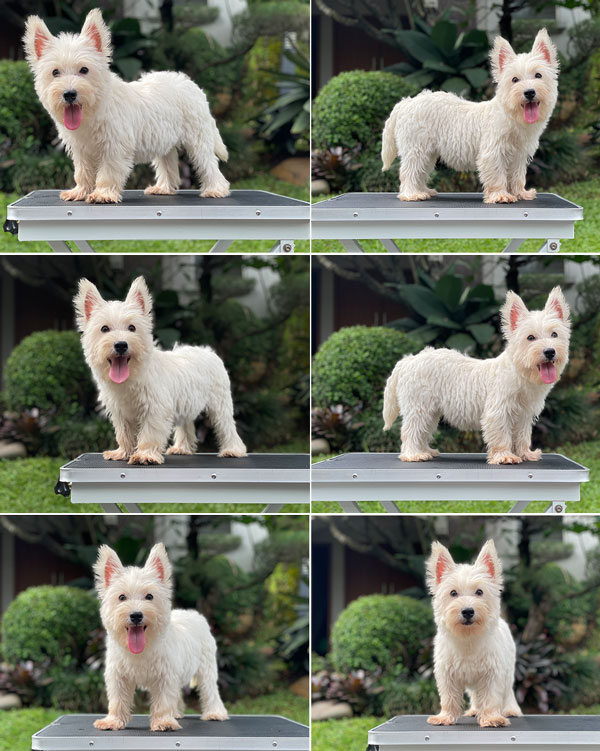 For Sale Puppy Female West Highland Terrier