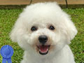 Bichon Frise Puppies