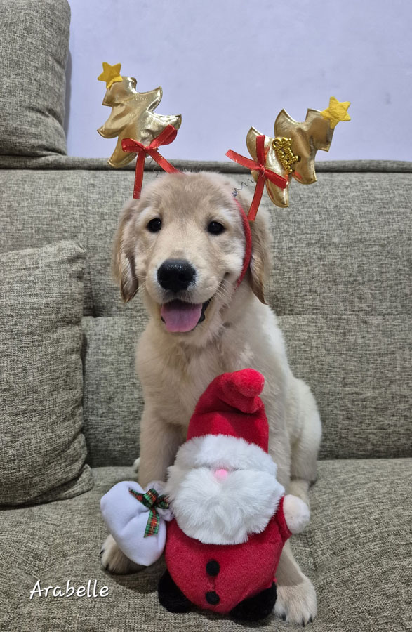 For Sale Puppy Golden Retreiver Good Quality