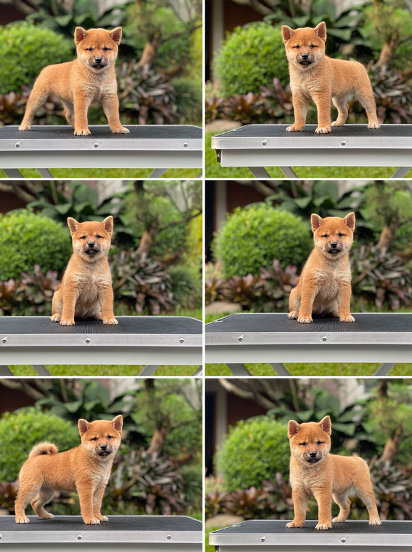 For Sale Puppy Female Shiba Inu