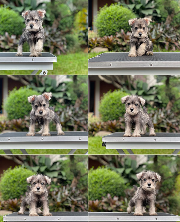 For Sale Puppy Male Female Miniature Schnauzer