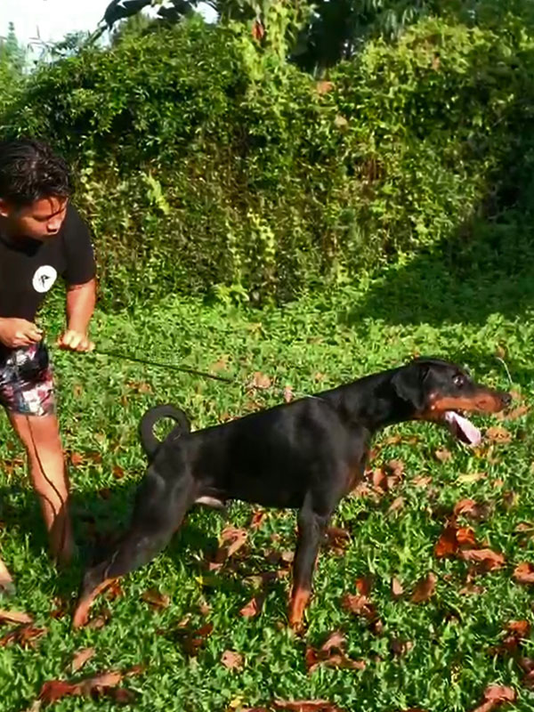 Special Dobermann puppy