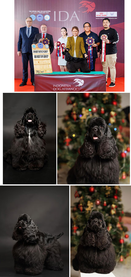 Pejantan Am.Cocker : Ina.Ch.Paddington V Pnad Butter