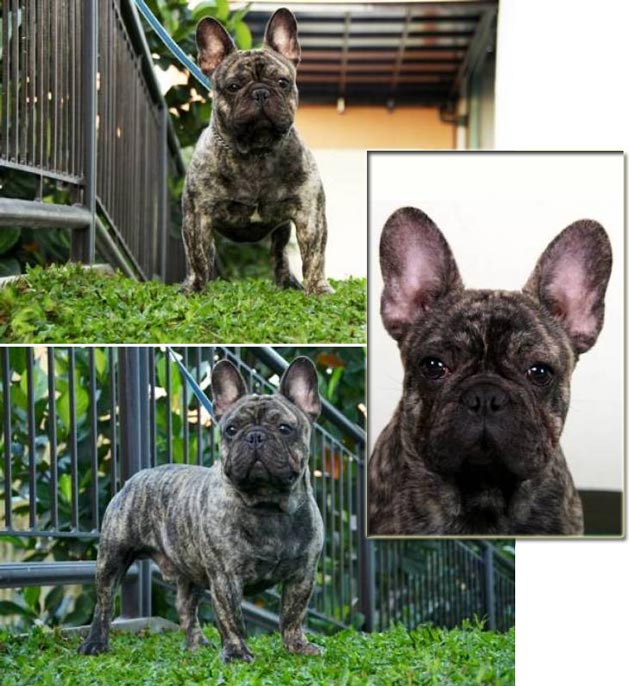 Sierra Original du Champagne