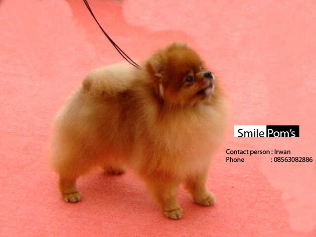 Amazing Grace Vanishing Comet