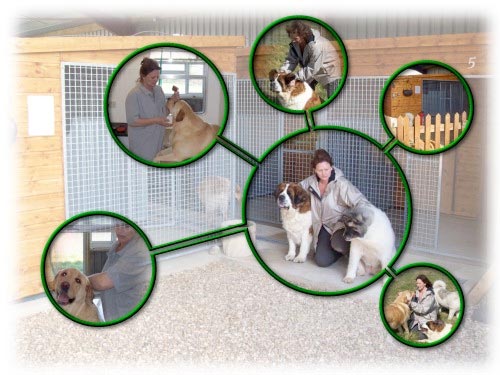 Tips Memilih Tempat Penitipan Anjing