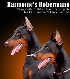 The Harmonic's Dobermann
