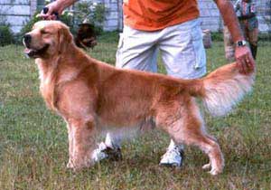 Golden Retriever (Versi AKC & The Kennel Club)