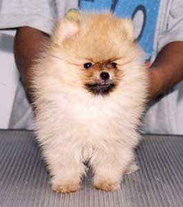 Pomindo Pomeranians