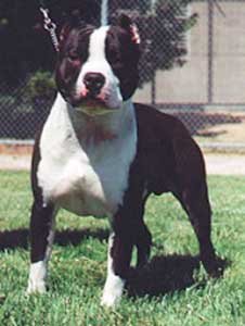 Anjing American Pit Bull Terrier