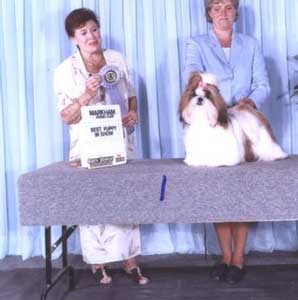 Summer Love Shih Tzu