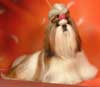 Summer Love Shih Tzu