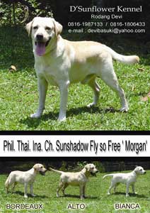 D'Sunflower Labrador