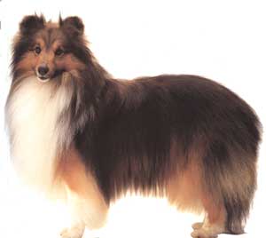Anjing Shetland Sheepdog
