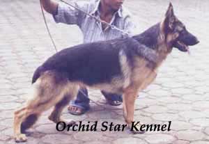 Anjing Gembala Jerman