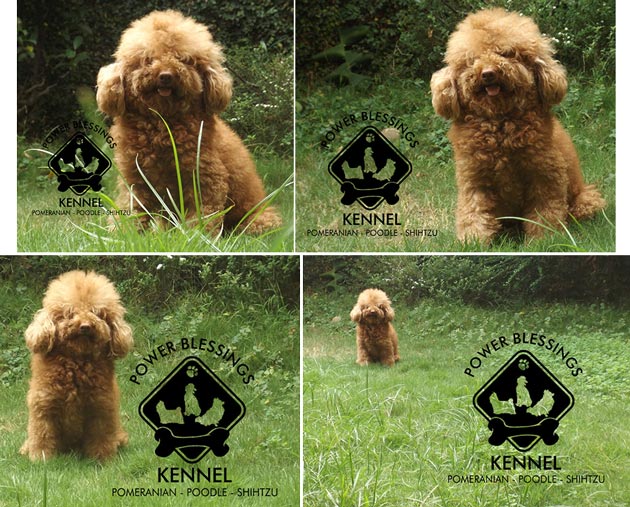 Pejantan Poodle : A.Vodka (Import Taiwan)