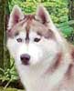 Siberian Husky