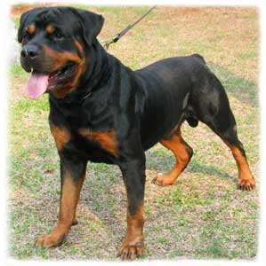 Rottweiller
