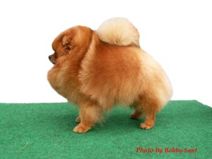 INA. CH. TWINKLE STAR PINOKIO