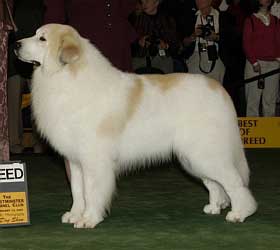 Hasil Pameran Westminster ke-129