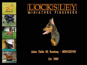 Locksley Miniature Pinschers