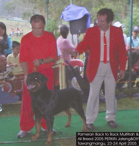 Liputan Pameran Back To Back & All Breed  Perkin Jateng & DIY