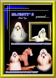 Majesty's Shihtzu