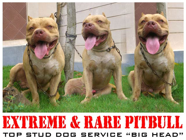 Big Head Von Monalisa