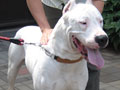 Firefox Dogo Argentino Kennel