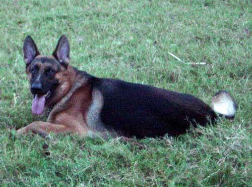 Jumbo Von Cafilo SchH1