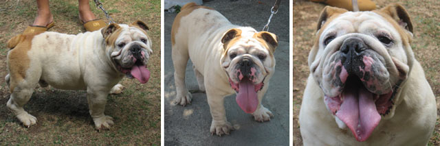 Vance Prince Von Silk Kennel