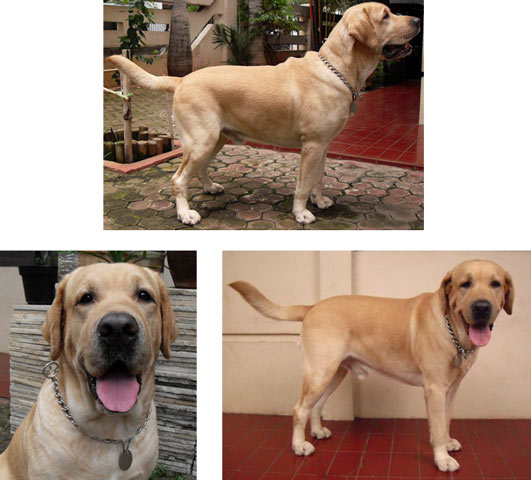 Chestnut Franco of Vimarron