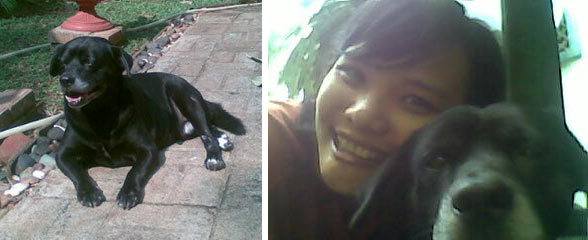 Artritis Pada Anjing 